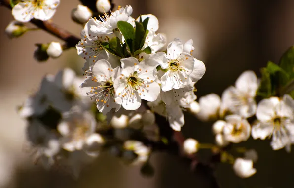 Picture leaves, flowers, cherry, branch