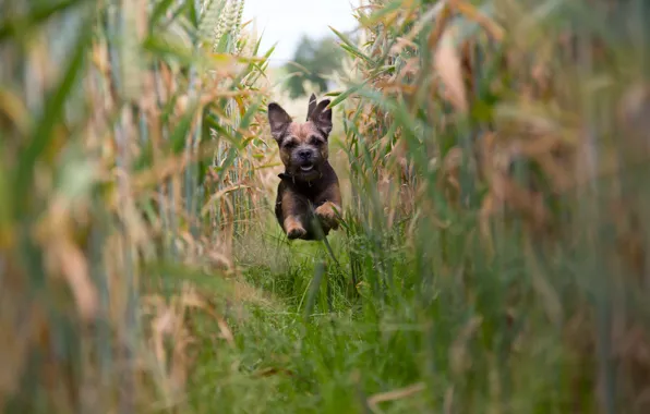 Field, mood, dog, corn, running, puppy, flight, The border Terrier