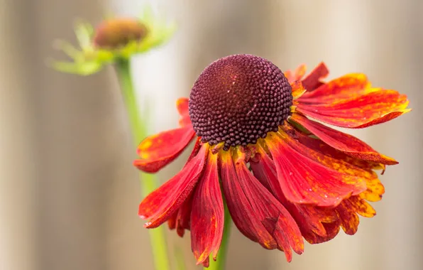 Flowers, nature, petals