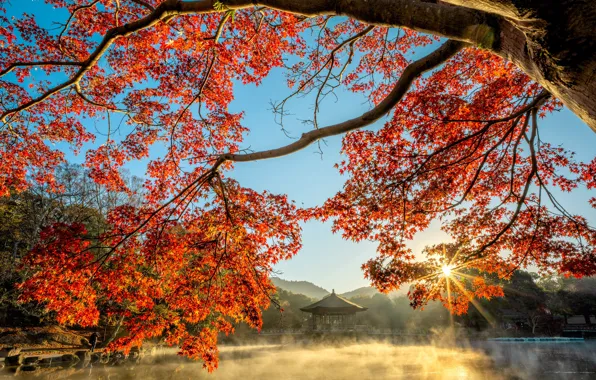 Picture autumn, landscape, branches, nature, fog, pond, Park, tree