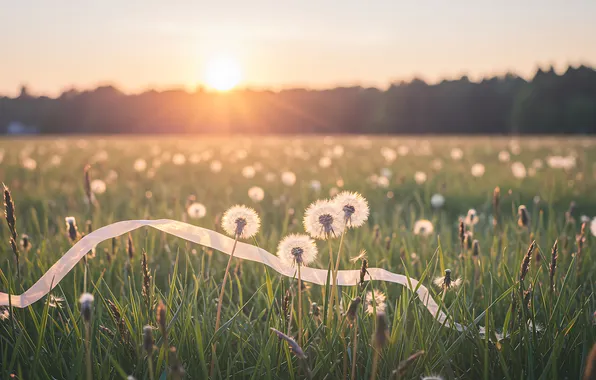 Field, forest, summer, the sky, grass, the sun, rays, flowers