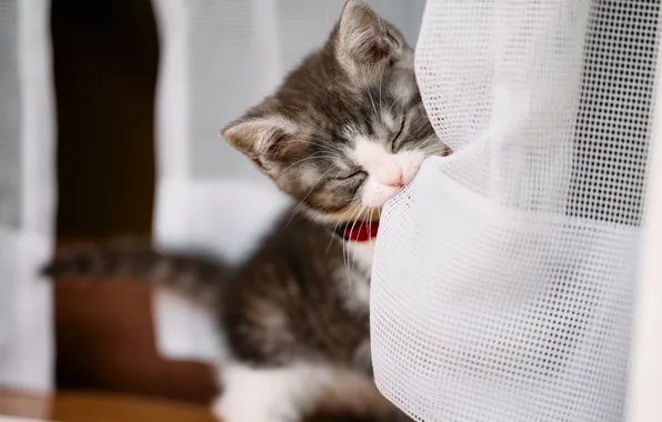 Cat, kitty, portrait, baby, collar, face