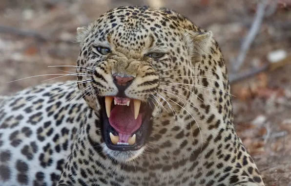 Picture predator, mouth, leopard, fangs, grin, beast, wild cat, aggressive