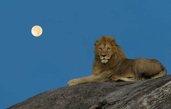 Picture the sky, look, stones, the moon, Leo, lies, twilight