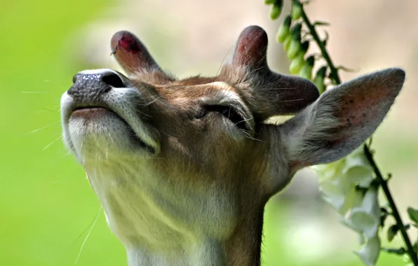 Picture background, deer, horns