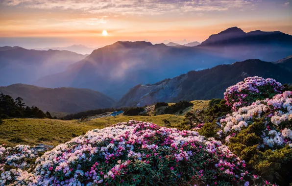 Picture the sun, clouds, flowers, mountains, nature, fog, dawn, hills