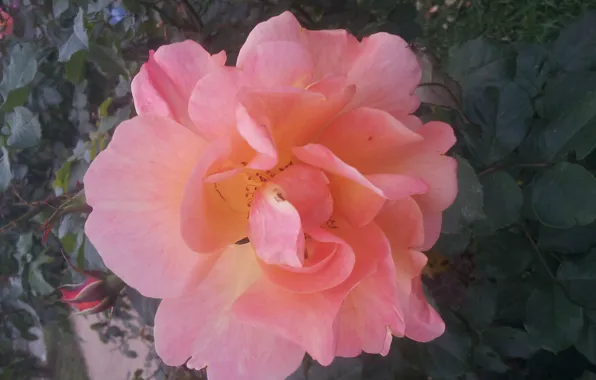 Rose, Flower, Leaves
