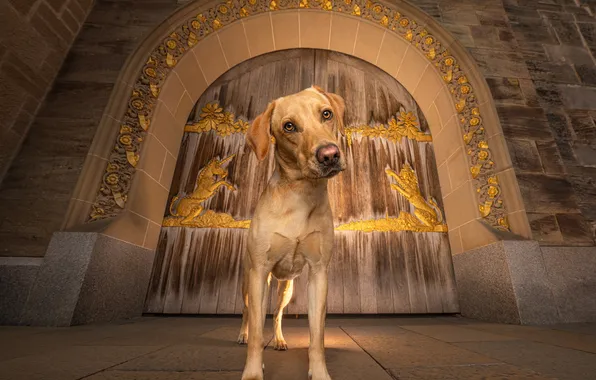 Look, pose, tile, dog, arch, face