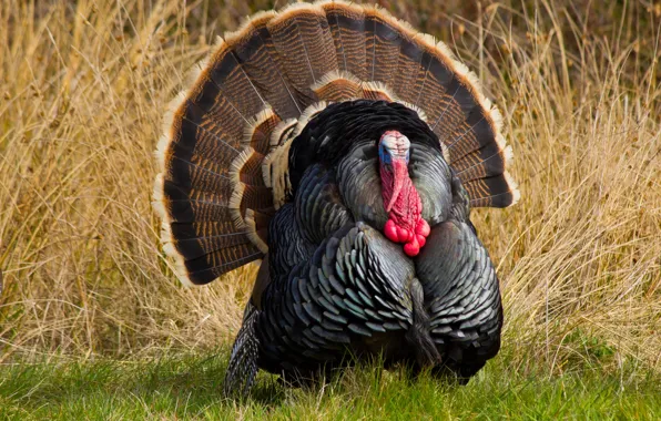 Feathers, turkey, outdoors, piercing gaze