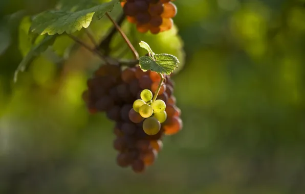 Leaves, blur, berry, grapes, bunch