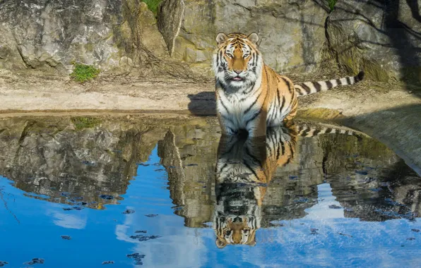 Picture water, tiger, lake, reflection