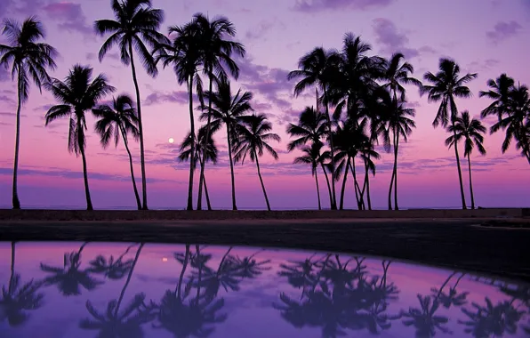 Sand, water, sunset, reflection, palm trees, shadows, Africa, purple background