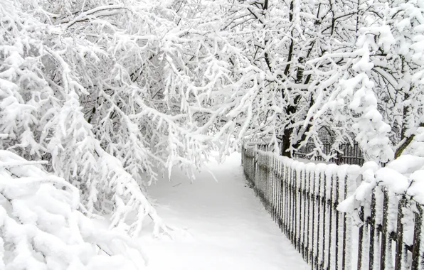 Winter, snow, trees, white, landscape, winter, snow, tree