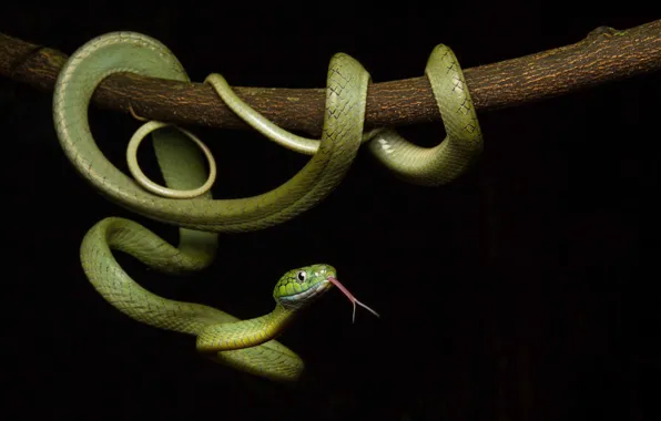 Picture snake, scales, color, black background, green