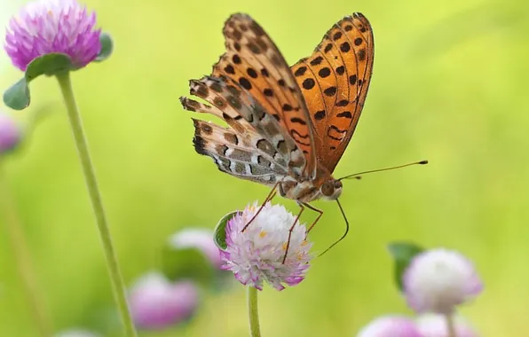 Picture flowers, nature, butterfly, wings, meadow, moth