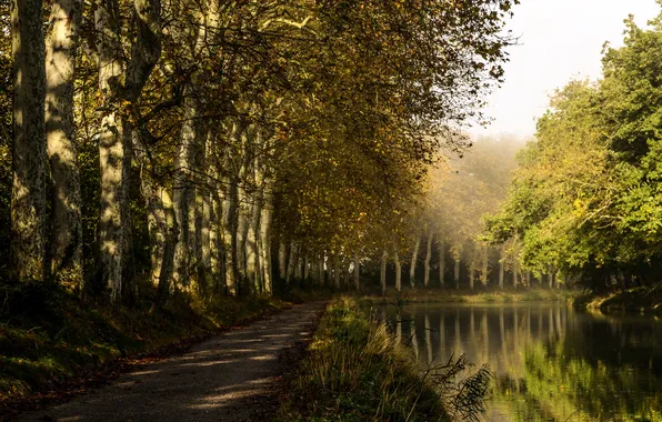 Trees, Park, river, France, track, Castelnaudary