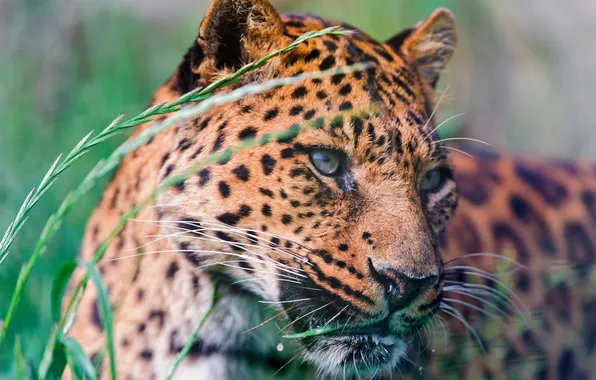 Picture face, predator, leopard