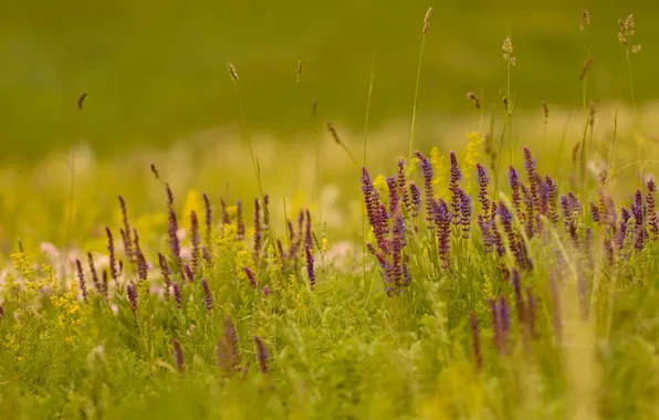 Field, summer, nature