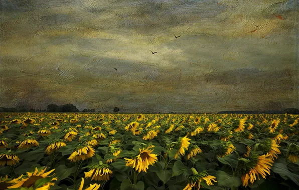 Picture sunflowers, nature, texture