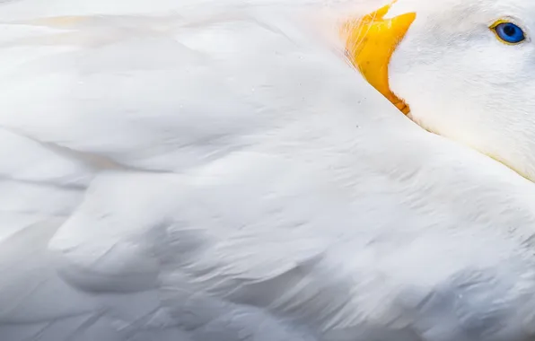 Macro, background, bird