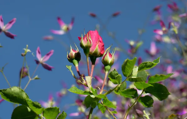 Picture the sky, leaves, rose, Bush, Bud