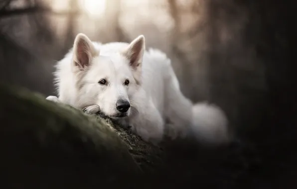 Face, dog, bokeh, The white Swiss shepherd dog