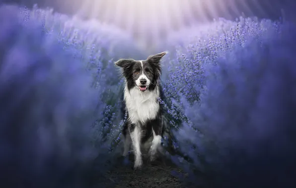 Flowers, dog, lavender, The border collie