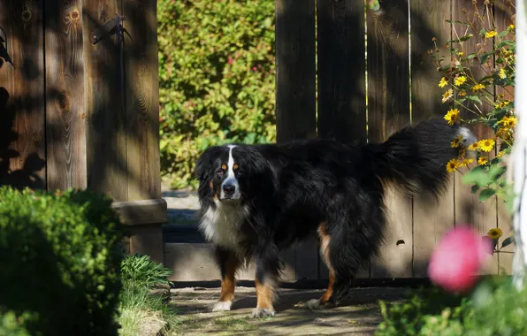 Look, face, light, flowers, nature, pose, dog, gate