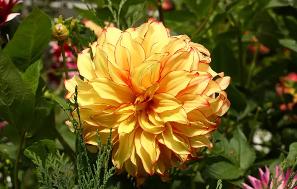 Flower, Dahlia, yellow, Terry