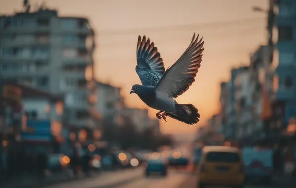 Road, the sky, flight, sunset, machine, the city, bird, street