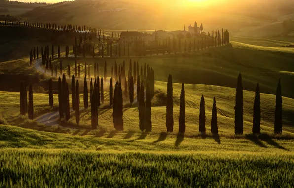 Road, light, trees, fog, dawn, hills, the slopes, field