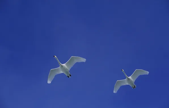 Picture the sky, flight, bird, wings, swans