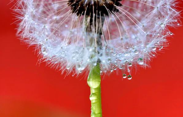 Flower, drops, dandelion, blade of grass