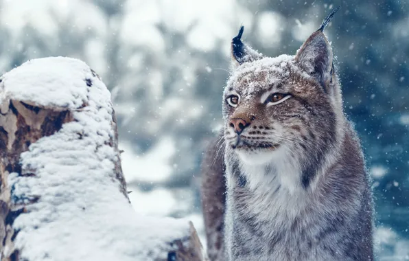 Picture face, snow, lynx, wild cat, Oleg Bogdanov