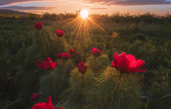 Picture flowers, peonies, field, the sun, sunset