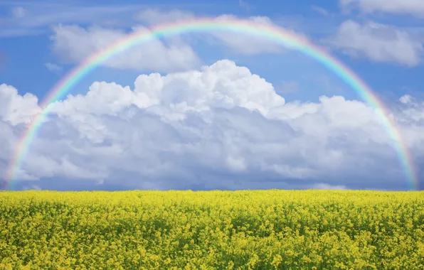 Field, the sky, flowers, nature, rainbow, meadow, rainbow, sky
