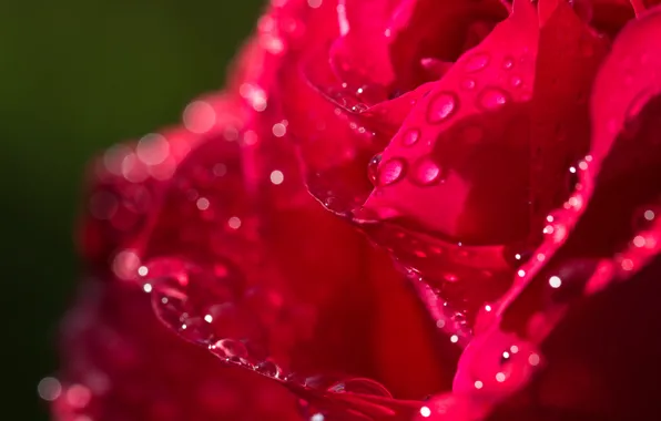 Drops, macro, roses, petals