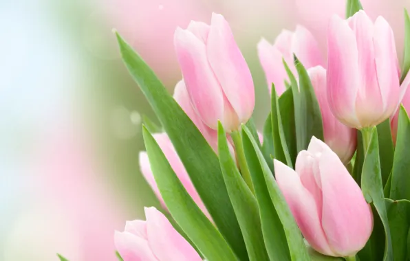 Leaves, glare, background, tulips, pink, buds, bokeh, closeup