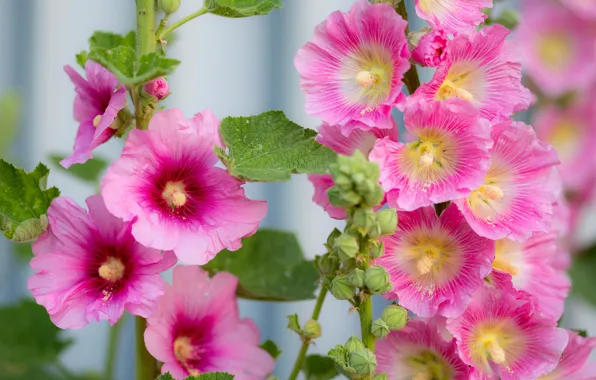 Macro, pink, mallow