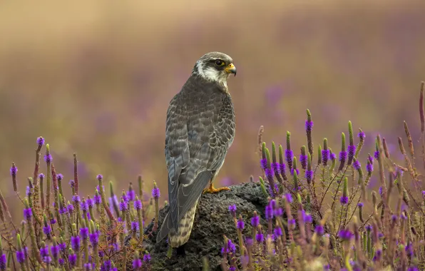 Look, flowers, bird, glade, stone, Falcon, lilac, bokeh