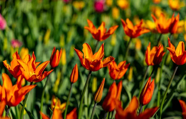 Flowers, bright, spring, tulips, orange, flowerbed