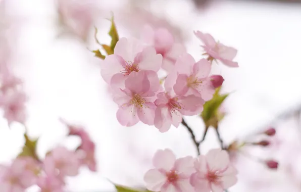 Light, flowers, cherry, tenderness, branch, spring, Sakura, pink