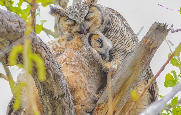 Picture birds, branches, owls, chick, a mother's love, Virgin Filin