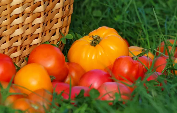 Autumn, harvest, tomatoes, tomatoes, vitamins, delicious, cottage