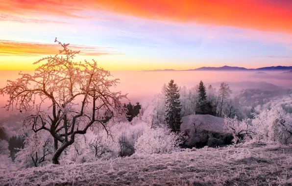Picture winter, sunset, nature