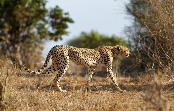 Cat, nature, Cheetah, Cheetah
