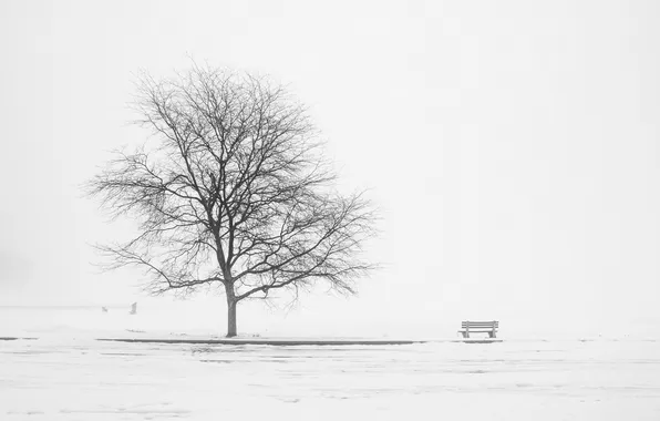 Picture landscape, fog, tree, bench