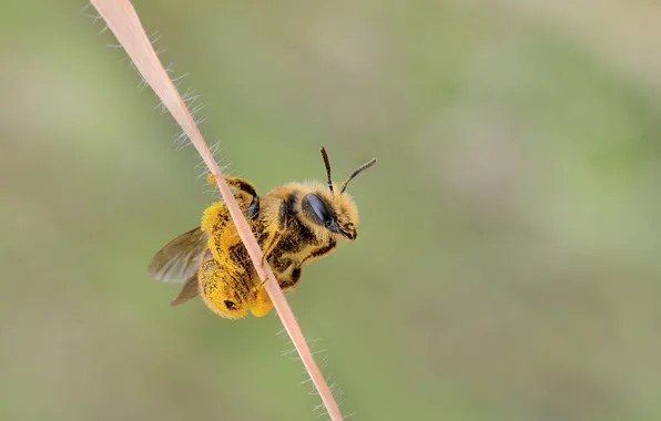 Macro, bee, pollen, insect