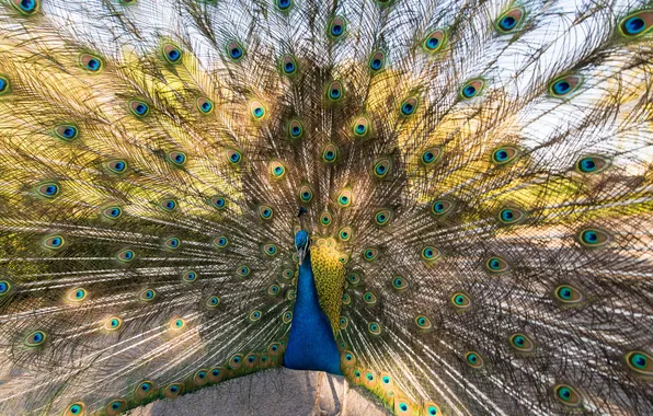 Picture Nature, Peacock, Bird