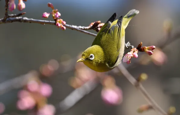 Flowers, branches, nature, pose, background, bird, blur, spring